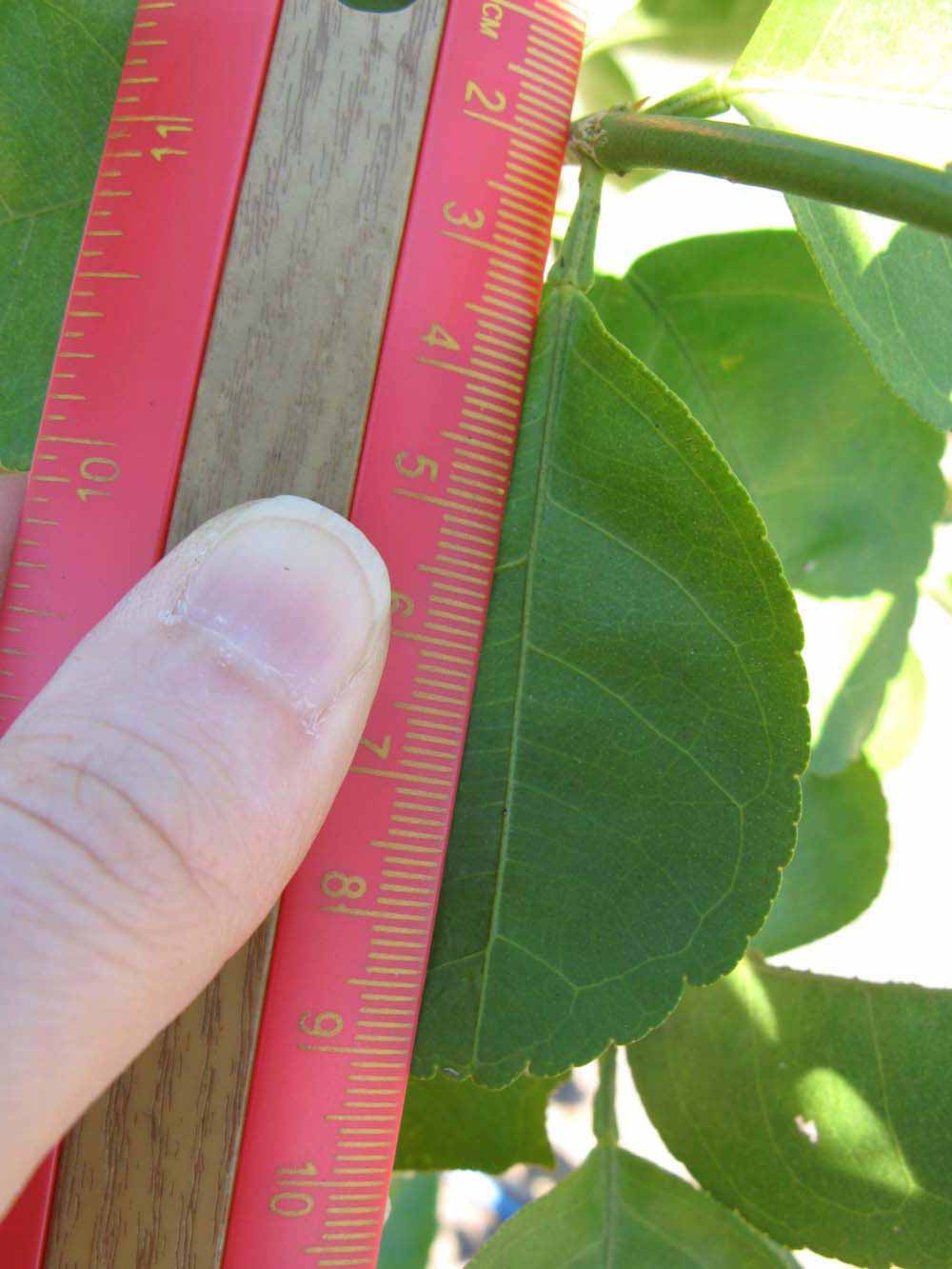              Unifoliolate leaf (Winter Haven, FL)       